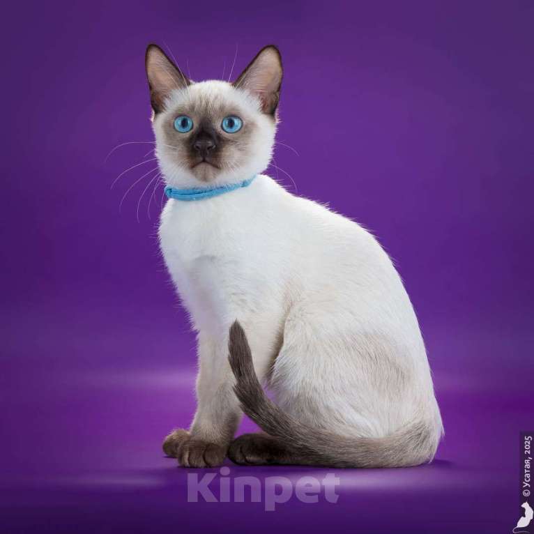 Кошки в Москве: Тайские котята Девочка, 60 000 руб. - фото 2