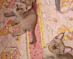 Кошки в Санкт-Петербурге: Бурманские котята Девочка, 50 000 руб. - фото 2