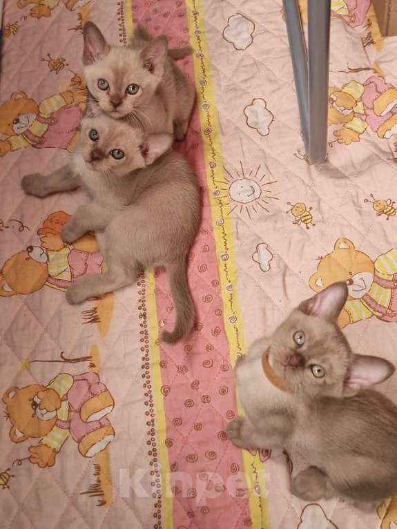 Кошки в Санкт-Петербурге: Бурманские котята Девочка, 50 000 руб. - фото 2