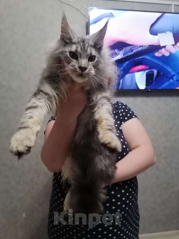 Кошки в Москве: Котёнок Мальчик, 1 руб. - фото 1