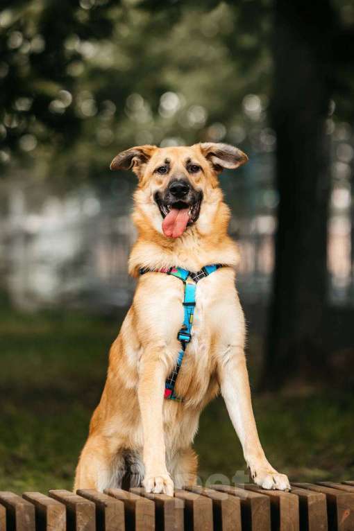 Собаки в Москве: Собака в добрые руки бесплатно Москва Мальчик, Бесплатно - фото 5