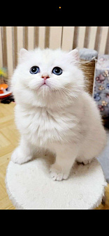 Серебристая шиншилла 