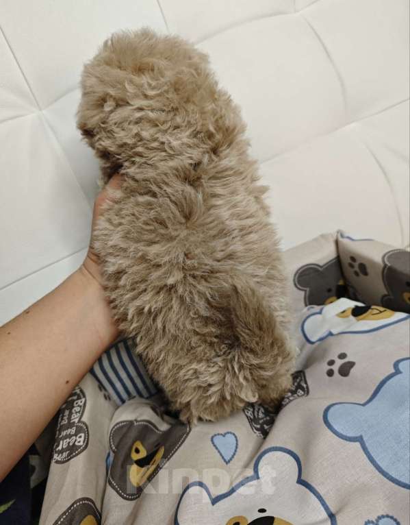 Собаки в Москве: Мальтипу мальчик  Мальчик, 140 000 руб. - фото 4