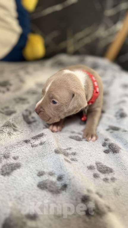 Собаки в Санкт-Петербурге: Малышка маленькая Девочка, 40 000 руб. - фото 7