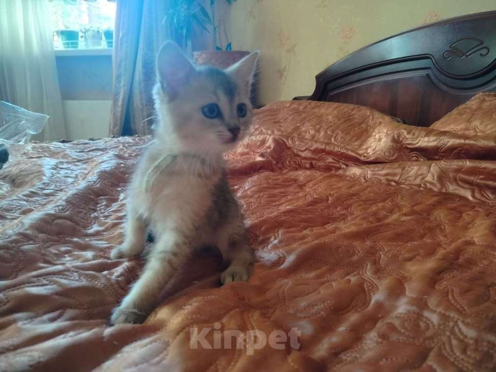 Кошки в Долгопрудном: Шотландские котята от золотой шиншилы  Девочка, 4 000 руб. - фото 4