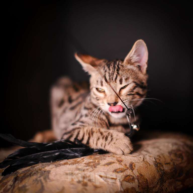 Кошки в Москве: Бенгальский котенок смешной и умный Мальчик, Бесплатно - фото 2