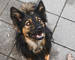 Собаки в Москве: Необыкновенная красавица Клер ждет свою семью. Девочка, Бесплатно - фото 6