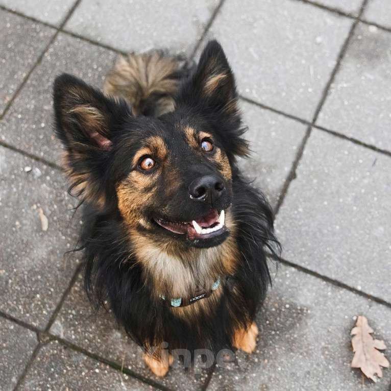 Собаки в Москве: Необыкновенная красавица Клер ждет свою семью. Девочка, Бесплатно - фото 6