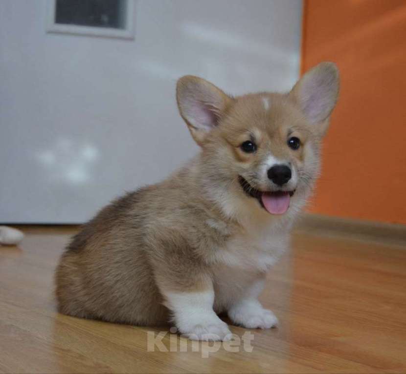 Собаки в Санкт-Петербурге: Красавцы коржики  Мальчик, 60 000 руб. - фото 4