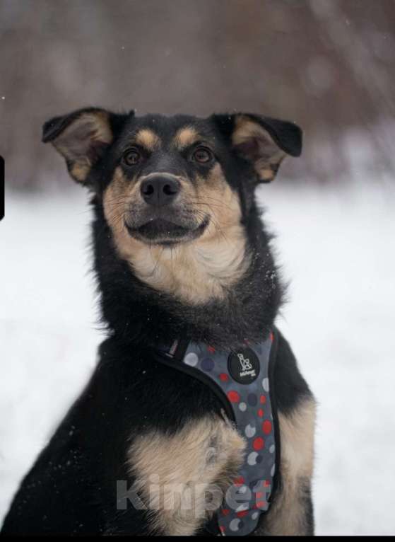 Собаки в Москве: Точка Девочка, Бесплатно - фото 2