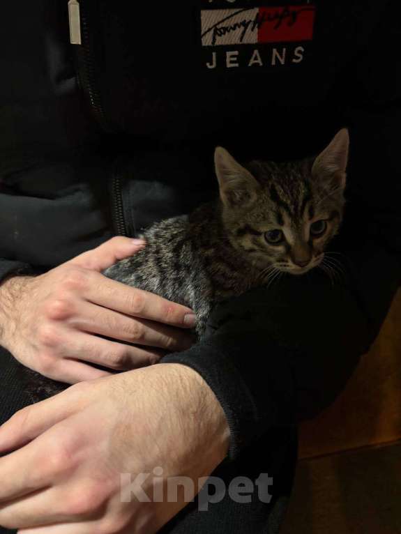 Кошки в Смоленске: пропал кот на досуговском шоссе Смоленск Мальчик, Бесплатно - фото 1