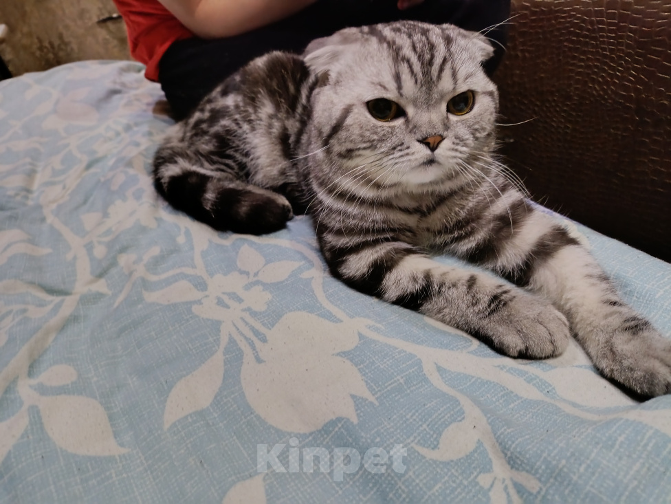 Кошки в Энгельс: Пропал молодой кот Мальчик, Бесплатно - фото 3