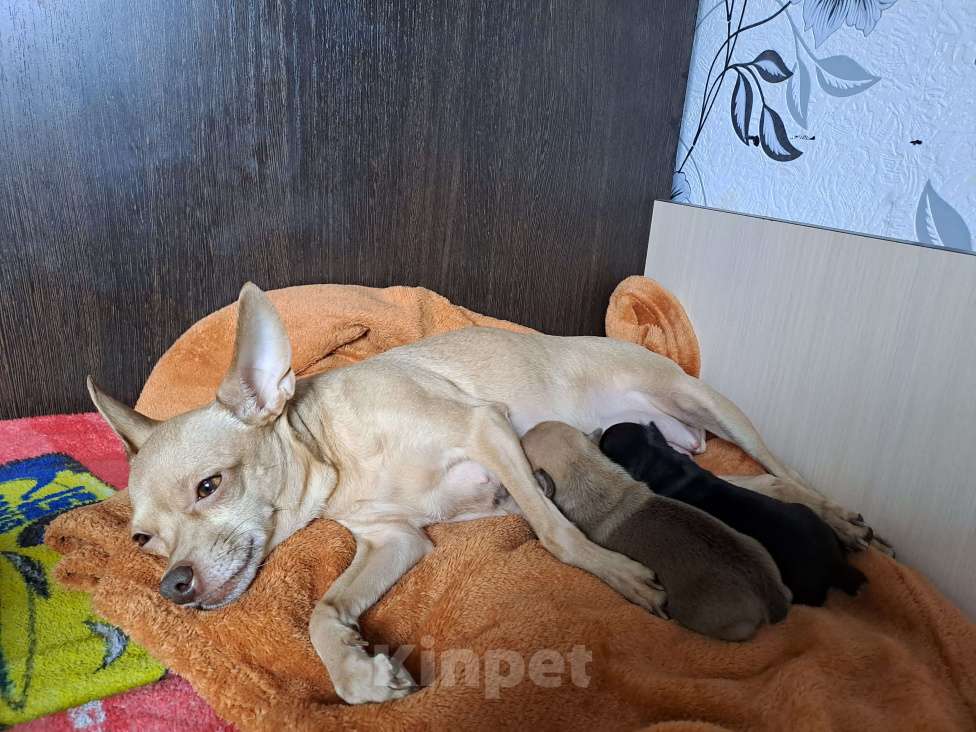 Собаки в Тюмени: Мини той терьер Мальчик, 12 000 руб. - фото 4