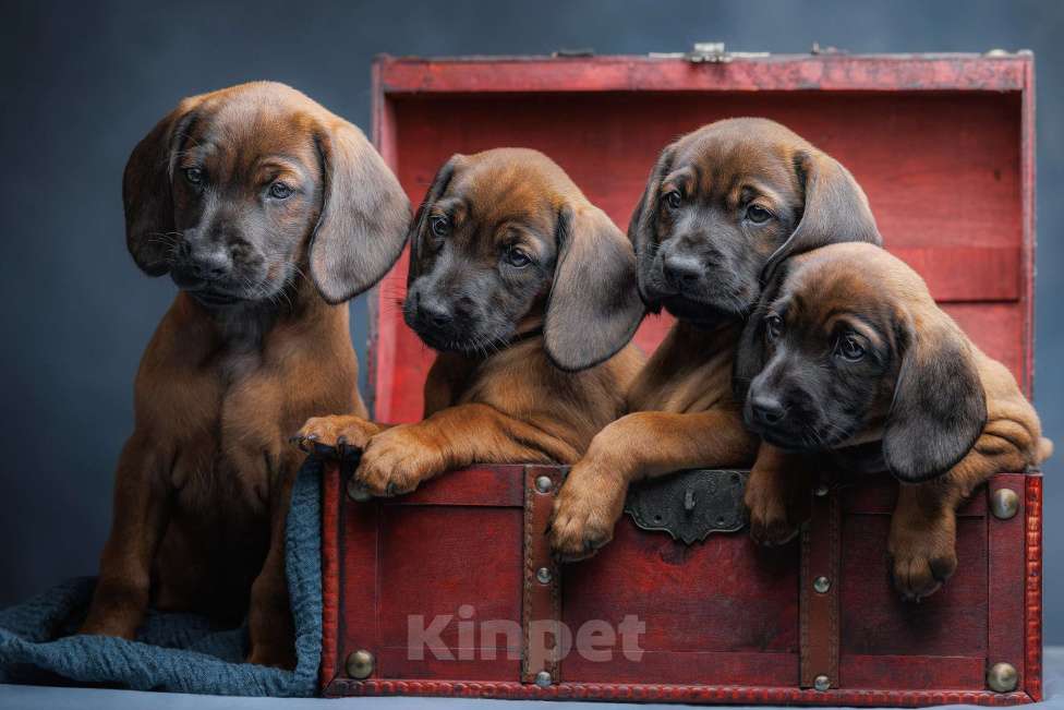 Собаки в Мурином: Щенки баварской гончей Мальчик, 100 000 руб. - фото 1