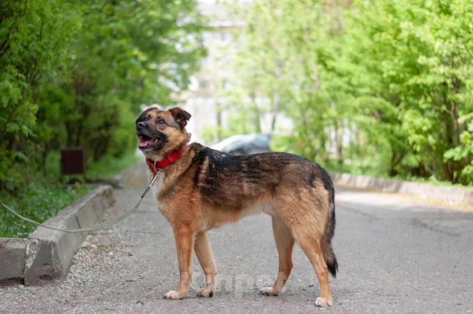 Собаки в Ногинске: Модерн - элегантен, галантен, учтив - в поиске дома Мальчик, Бесплатно - фото 3