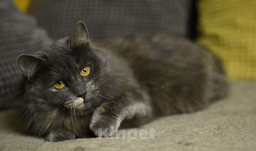 Кошки в Москве: кошка Хлоя в добрые руки Девочка, Бесплатно - фото 5