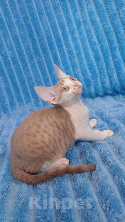 Кошки в Нижнекамске: Котенок девон рекс Мальчик, 45 000 руб. - фото 9