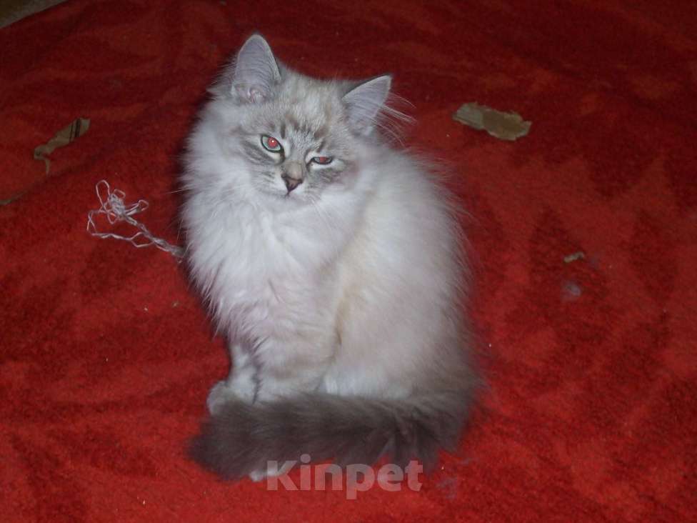Кошки в Севастополе: Синдерелла из питоника Mild Winter ищет жениха. Девочка, Бесплатно - фото 1