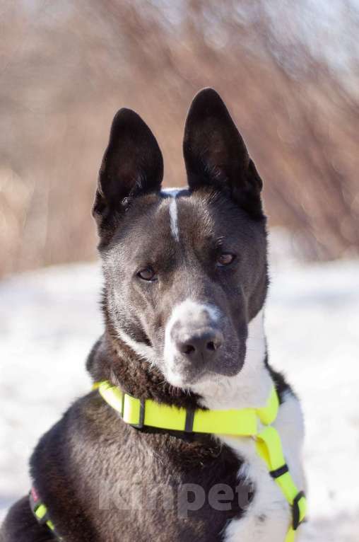 Собаки в Москве: Статная добрая Тайра в поисках заботливой семьи и своего дома Девочка, Бесплатно - фото 2