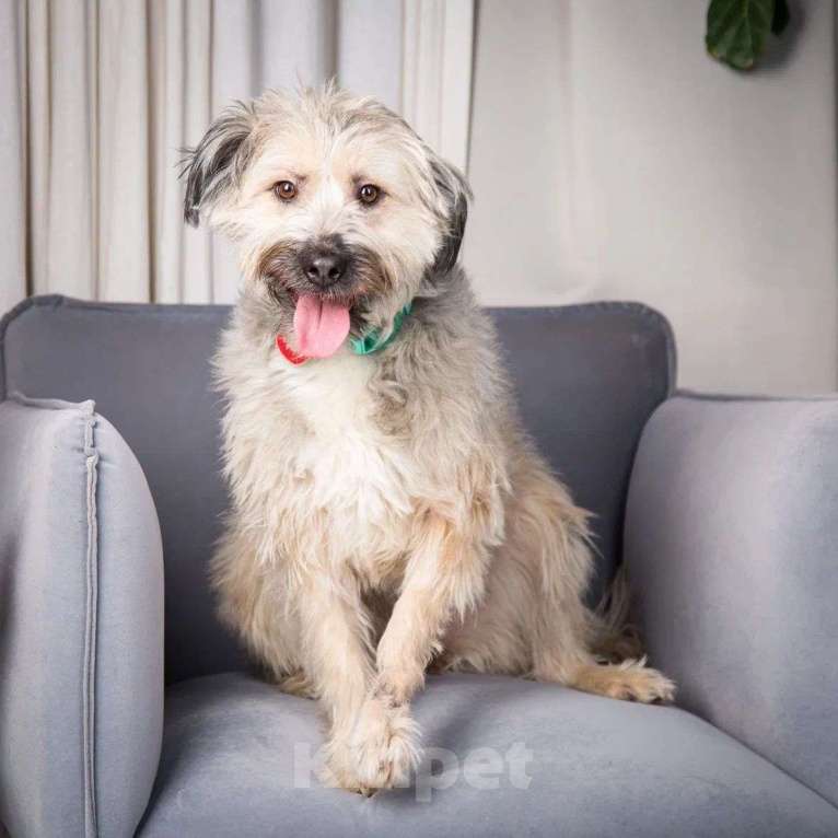 Собаки в Москве: Смешная Халвуша очень ждет семью  Девочка, Бесплатно - фото 3