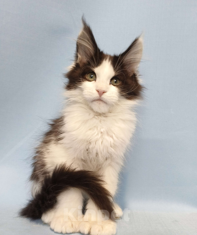 Кошки в Москве: Котёнок Мейн-Кун полидакт 6/6/6/6 Мальчик Мальчик, 90 000 руб. - фото 1