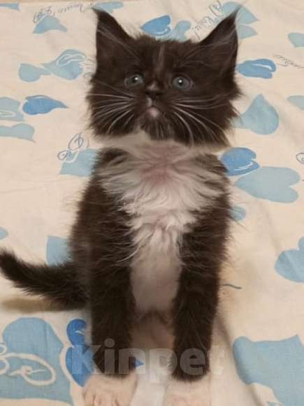 Кошки в Ярославле: Продам котят породы МейКун  Девочка, 15 000 руб. - фото 2