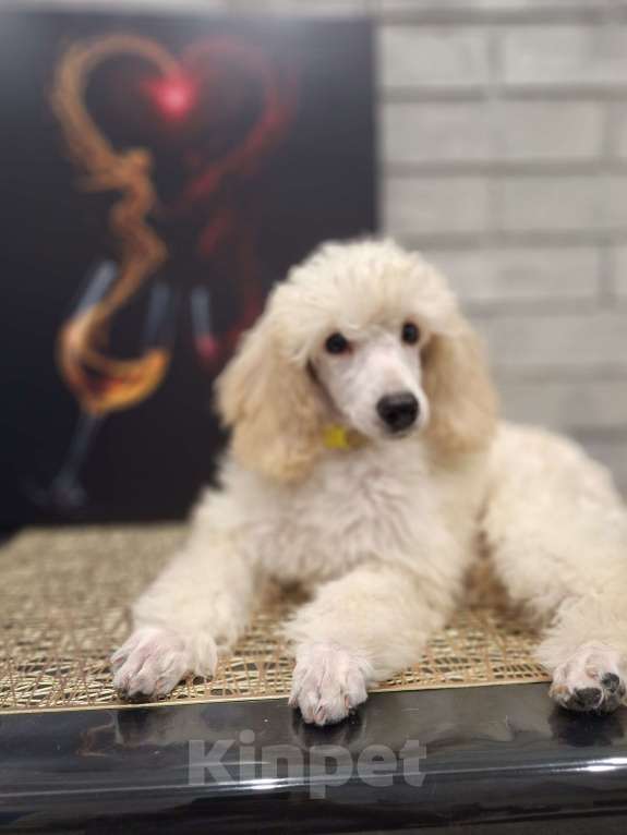 Собаки в Санкт-Петербурге: Девочка среднего пуделя,белого окраса Девочка, 150 руб. - фото 4