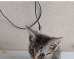 Кошки в Мытищах: Котёнок 2 месяца, отдам в добрые руки Мальчик, Бесплатно - фото 1