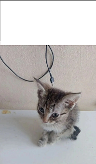 Котёнок 2 месяца, отдам в добрые руки