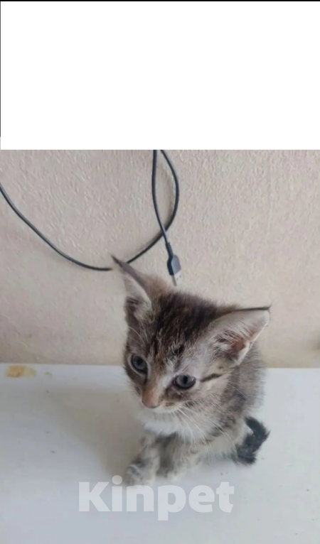 Кошки в Мытищах: Котёнок 2 месяца, отдам в добрые руки Мальчик, Бесплатно - фото 1