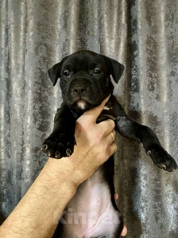 Собаки в других городах Московской области: Щенки питбультерьеры Девочка, 50 000 руб. - фото 4