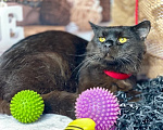 Кошки в Москве: Котик Люцик ищет дом! Мальчик, Бесплатно - фото 6