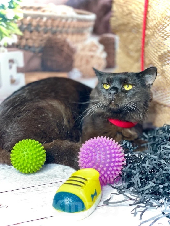 Кошки в Москве: Котик Люцик ищет дом! Мальчик, Бесплатно - фото 6