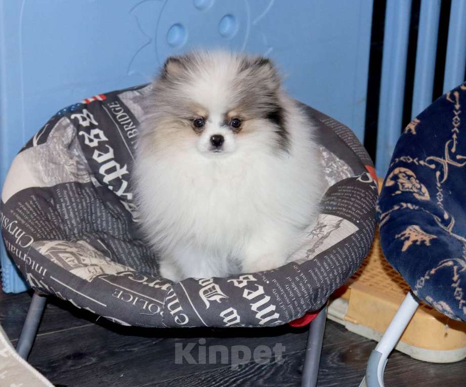 Собаки в Москве: Пушистый медвежонок Мальчик, 55 000 руб. - фото 3