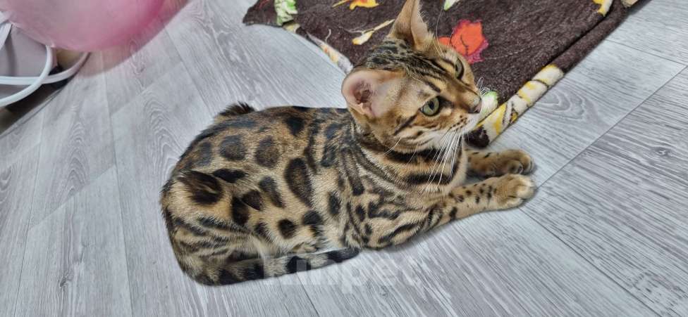 Кошки в Сургуте: Бенгальские котята Мальчик, 22 000 руб. - фото 7