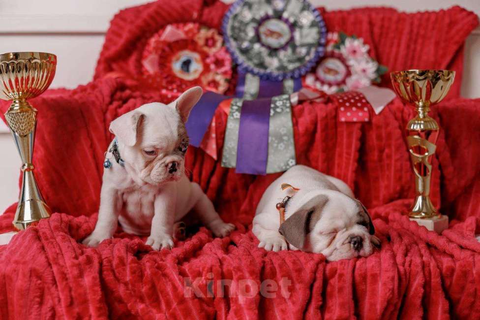 Собаки в Шахте: Французский круасан  Мальчик, 75 000 руб. - фото 5