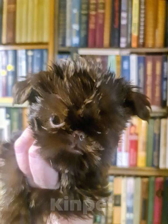 Собаки в Москве: Шоколадный грифон Мальчик, 80 000 руб. - фото 5