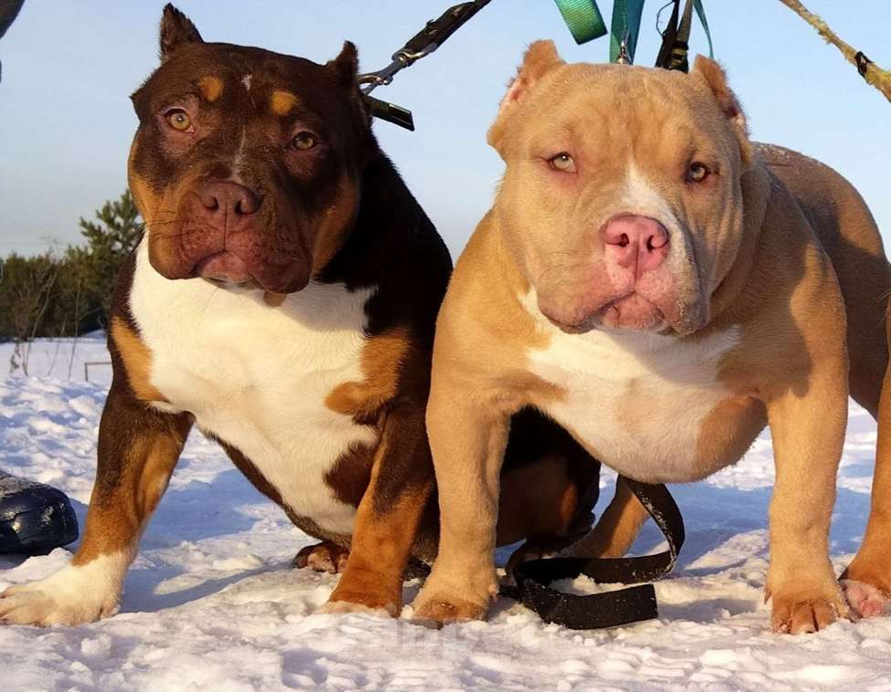 Собаки в Москве: Подростки американской булли Девочка, 80 000 руб. - фото 3