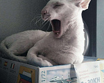 Кошки в Москве: Кот корниш рекс для вязки, 3 200 руб. - фото 1