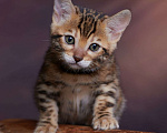 Кошки в Барнауле: Бенгальские котята Девочка, 30 000 руб. - фото 3