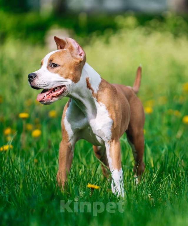 Собаки в Москве: Щенок стафордширского терьера Мальчик, 35 000 руб. - фото 6