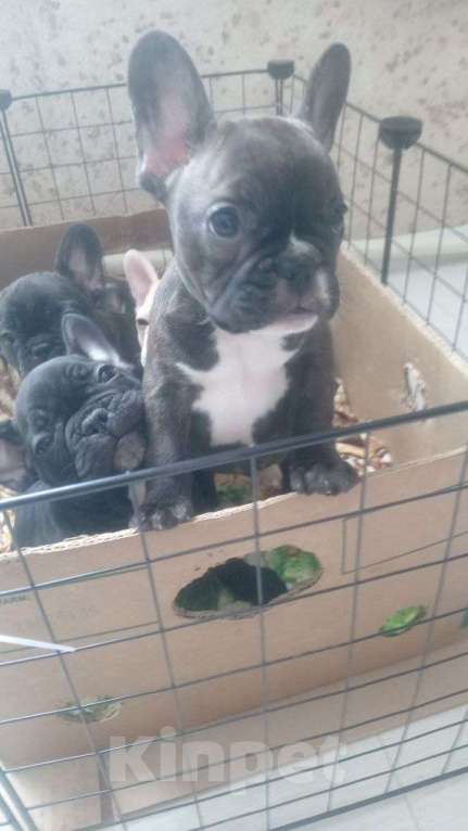 Собаки в Иркутске: Щенок французского бульдога  Девочка, 22 000 руб. - фото 1