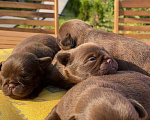 Собаки в Москве: Шенки пти-брабансон (грифоны) Мальчик, 150 000 руб. - фото 1