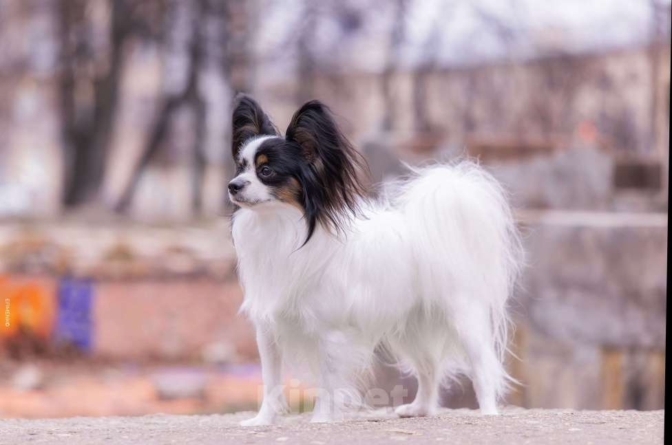 Собаки в Казани: Предложение услуг племенного кобеля породы папийон. Мальчик, 15 000 руб. - фото 2