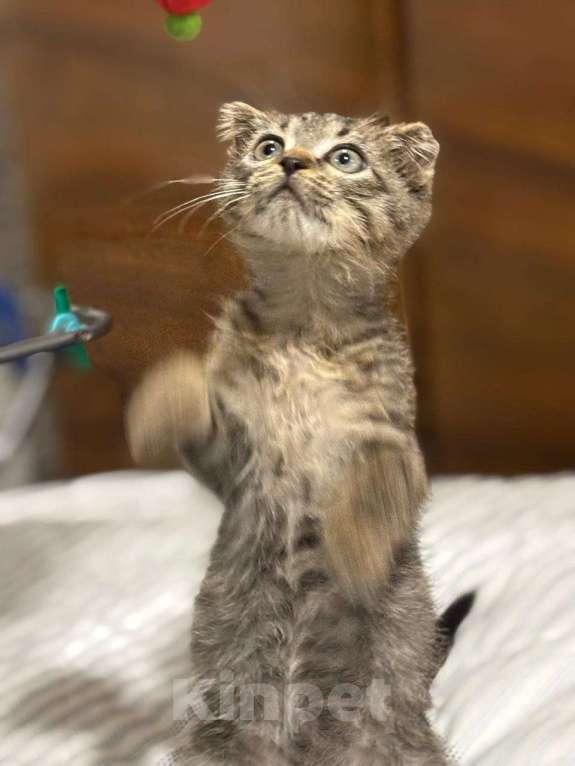 Кошки в Москве: Вислоухий Паша. Котенок в добрые руки. Мальчик, Бесплатно - фото 3