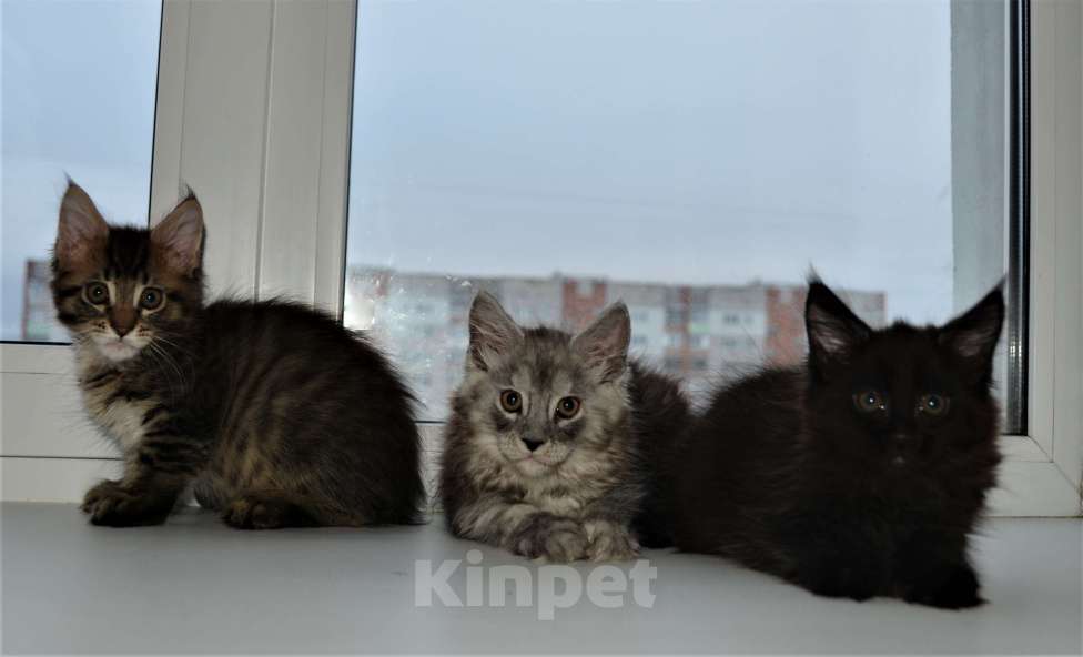 Кошки в Ярославле: Котята мэйн кун из питомника  Мальчик, 35 000 руб. - фото 1