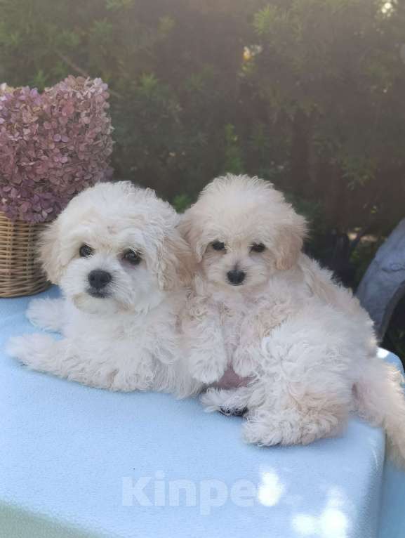 Собаки в Краснознаменске: Продаю щенка мальтипу Мальчик, 150 000 руб. - фото 2