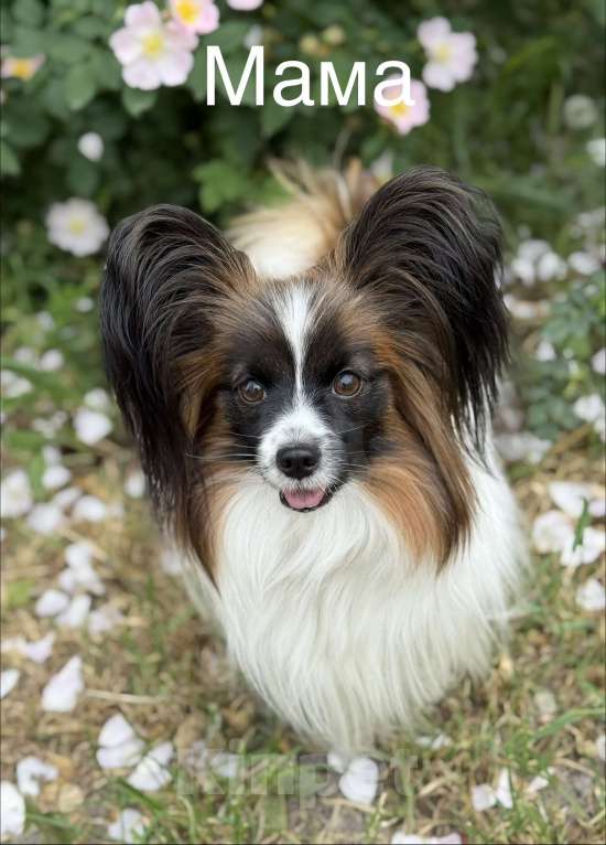 Собаки в Новороссийске: Продам щенка папийона (папильона) Мальчик, 60 000 руб. - фото 9