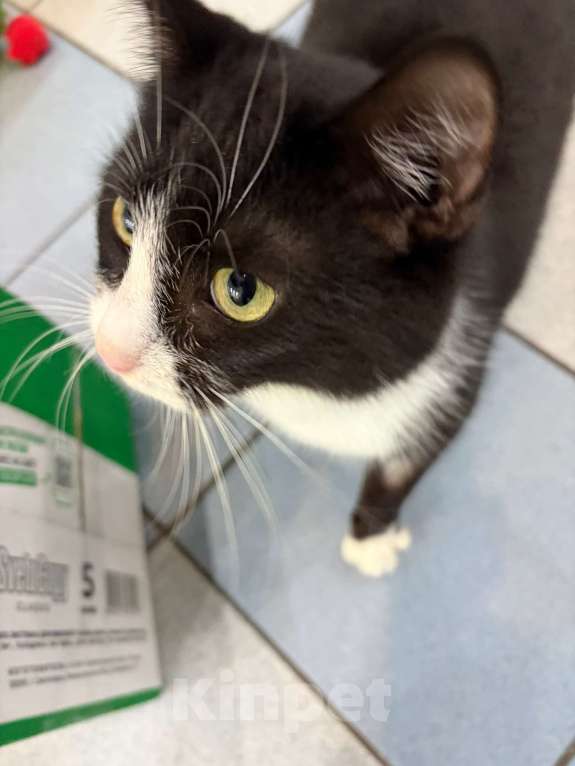 Кошки в Мурином: Кузьма — молодой джентльмен с большим любящим сердцем. Ищет семью ❤️ Мальчик, Бесплатно - фото 6