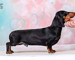 Собаки в Королеве: Потрясающий миниатюрный красавчик  .  Мальчик, 65 000 руб. - фото 6